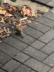 Passer domesticus