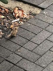 Passer domesticus