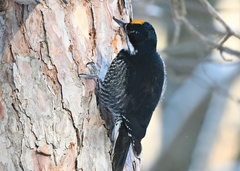Black-Backed Woodpecker photo 5