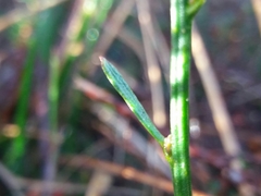 Polygala microphylla