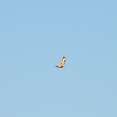 Buteo rufinus