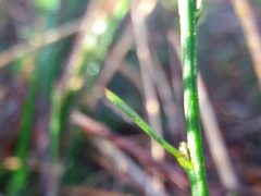 Polygala microphylla