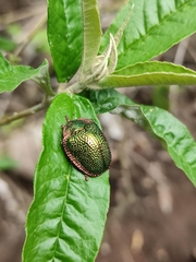 Polychalca punctatissima