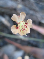 Utricularia fulva