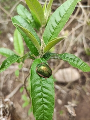 Polychalca punctatissima