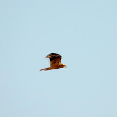 Circus aeruginosus