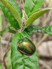 Polychalca punctatissima