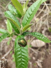 Polychalca punctatissima