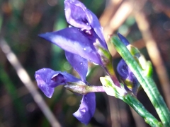 Polygala microphylla