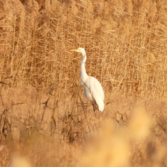 Ardea alba