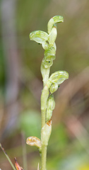 Pterostylis crassicaulis