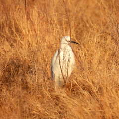 Egretta garzetta