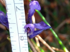 Polygala microphylla