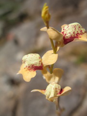Utricularia fulva