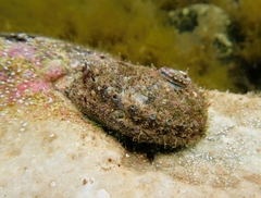 Haliotis scalaris emmae