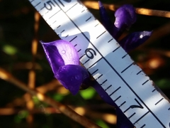 Polygala microphylla