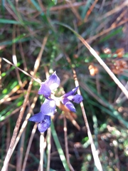 Polygala microphylla