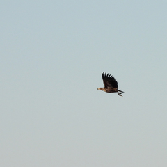 Haliaeetus albicilla