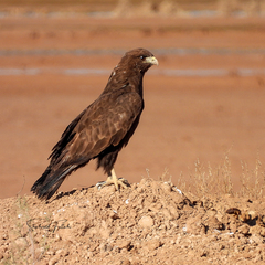 Buteo rufinus