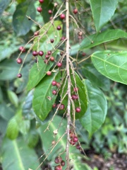 Alchornea
