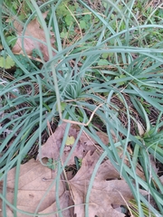 Asphodeline