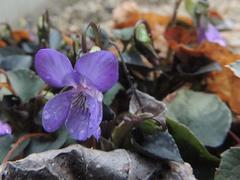 Viola grypoceras