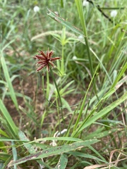 Cyperus rupestris
