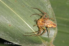 Oxyopes incertus