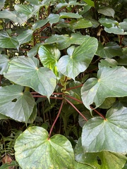 Begonia multinervia image