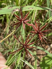 Cyperus rupestris