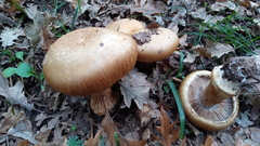 Glaucopodes