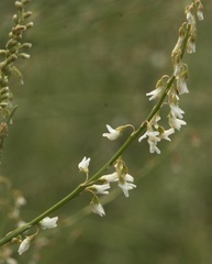 Melilotus wolgicus