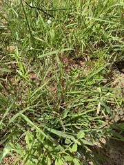 Cyperus rupestris