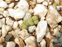 Gibbaeum heathii