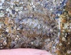 Acanthochitona fascicularis