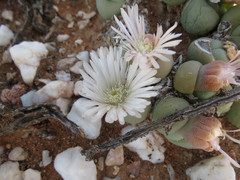 Gibbaeum heathii