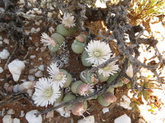 Gibbaeum heathii