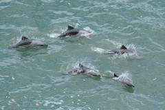 Cephalorhynchus heavisidii