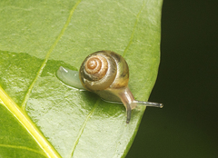 Coneuplecta calculosa