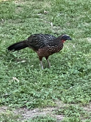 Penelope ochrogaster