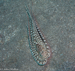 Thaumoctopus mimicus