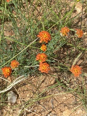 Lasiosiphon rubescens