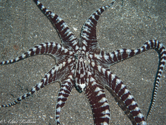 Thaumoctopus mimicus