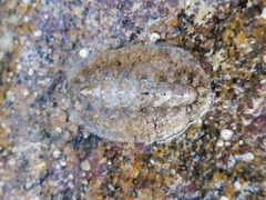 Acanthochitona fascicularis