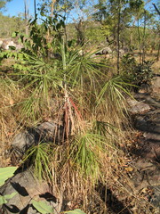 Livistona inermis