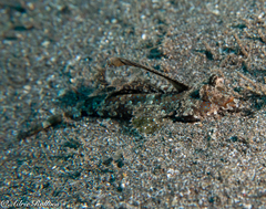Dactylopus