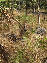 Livistona inermis