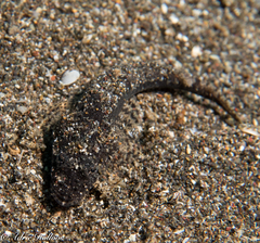 Cymbacephalus beauforti