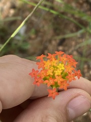 Lasiosiphon rubescens