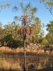 Livistona inermis